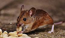 24 Hour & Emergency Exterminators in Erie, CO